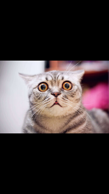 WHERE HAS THE WET CAT FOOD GONE? EMPTY SHELVES!