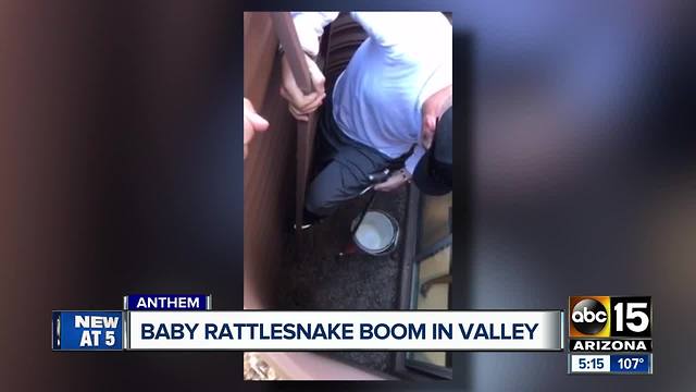 Uptick in Valley rattlesnakes sightings