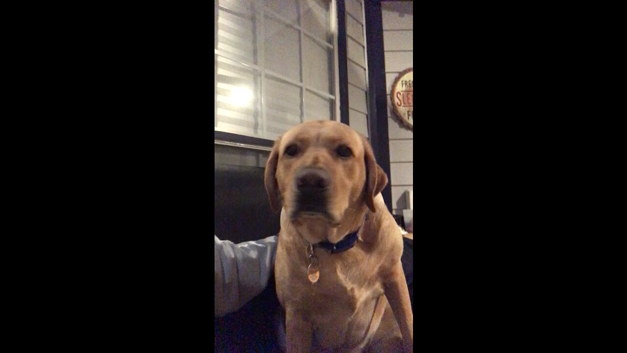 Remington the wonder pup- wet mouth troubles