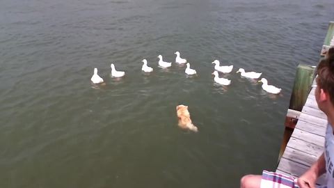 Sweet Dog Just Wants To Swim With The Ducks