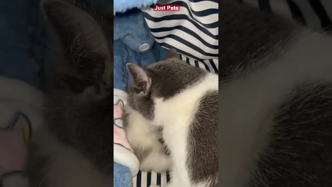 Cutest Cat & baby kitten 🐱 #cute #funnyanimals #tiktok #funnyvideos #cat