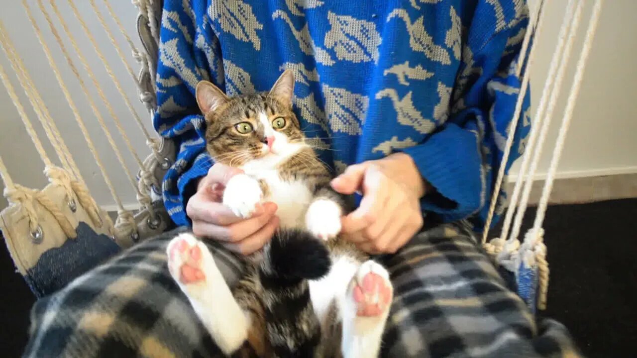 Kitten Rudolph Is a Cute Little Cat