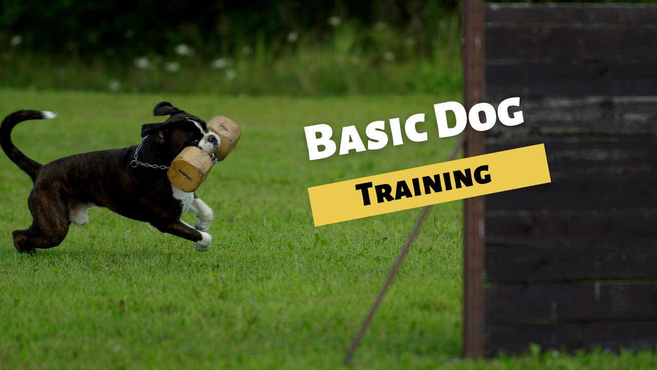 🐕 Basic Dog Training – TOP 10 Essential Commands Every Dog Should Know!