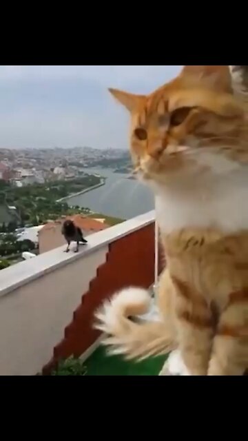 Pretty Much Every Social Media Argument