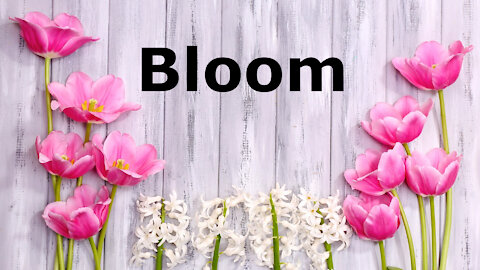 Bloom