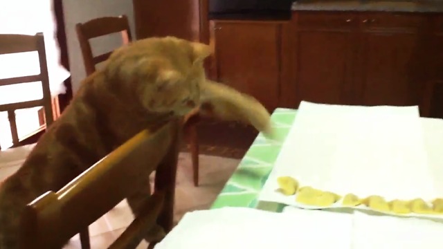 A cat tries to keep a raviolo filling with pumpkin from the table