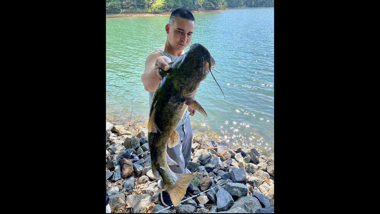 Catching catfish on castable spring fish trap