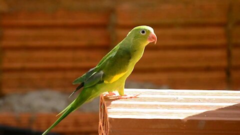 Parrot throws tantrum when owner says she's