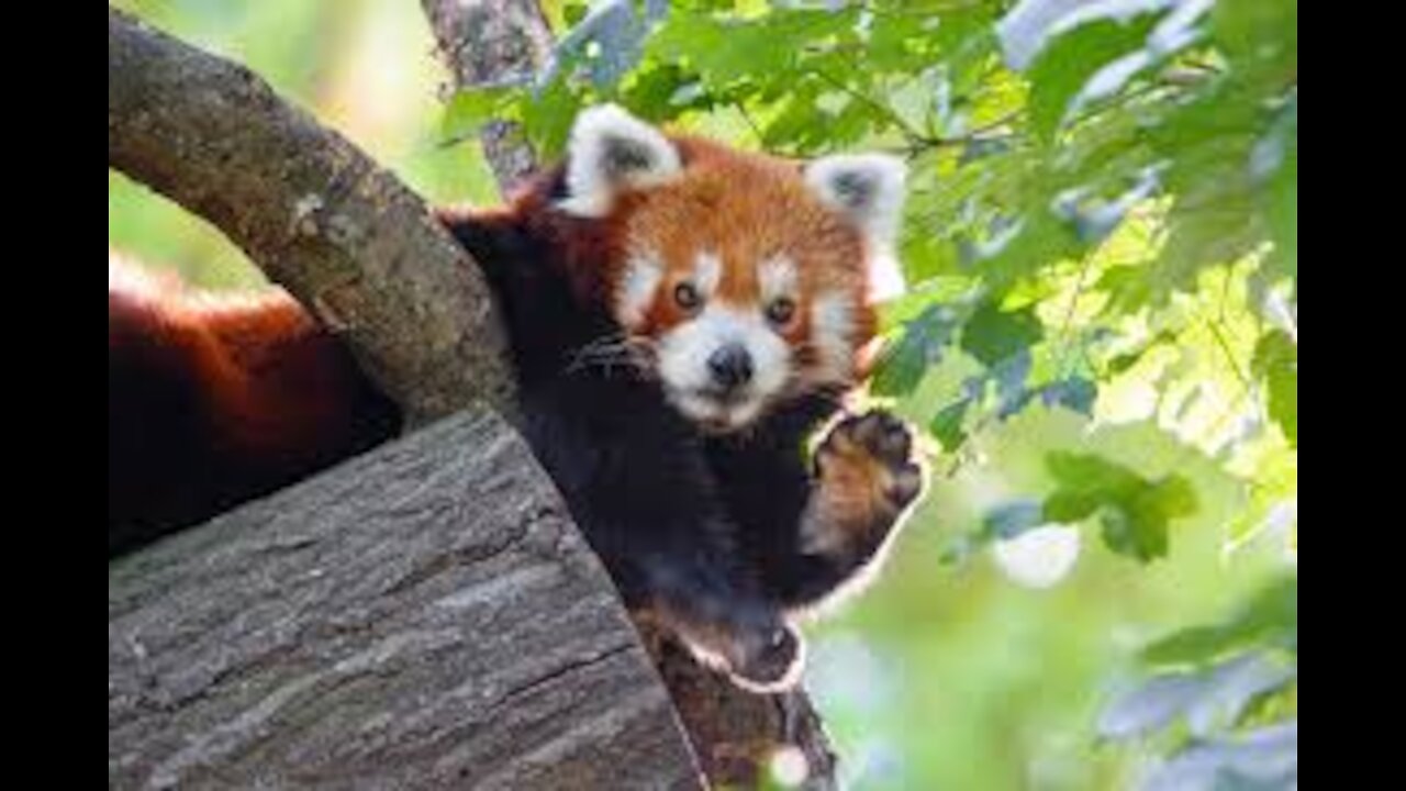 Adorable and cute red pandas, Cutest panda compilation