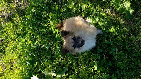 The puppy Palm Tree rejoices in spring!