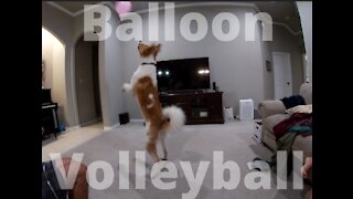 Dog hysterically uses balloon to play volleyball