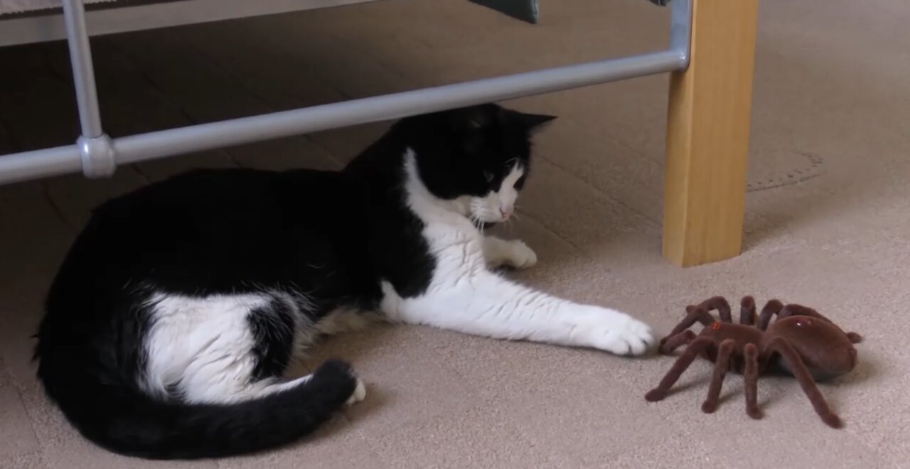 THE CAT PLAYS WITH HIS NEW SPIDER-SHAPED TOY