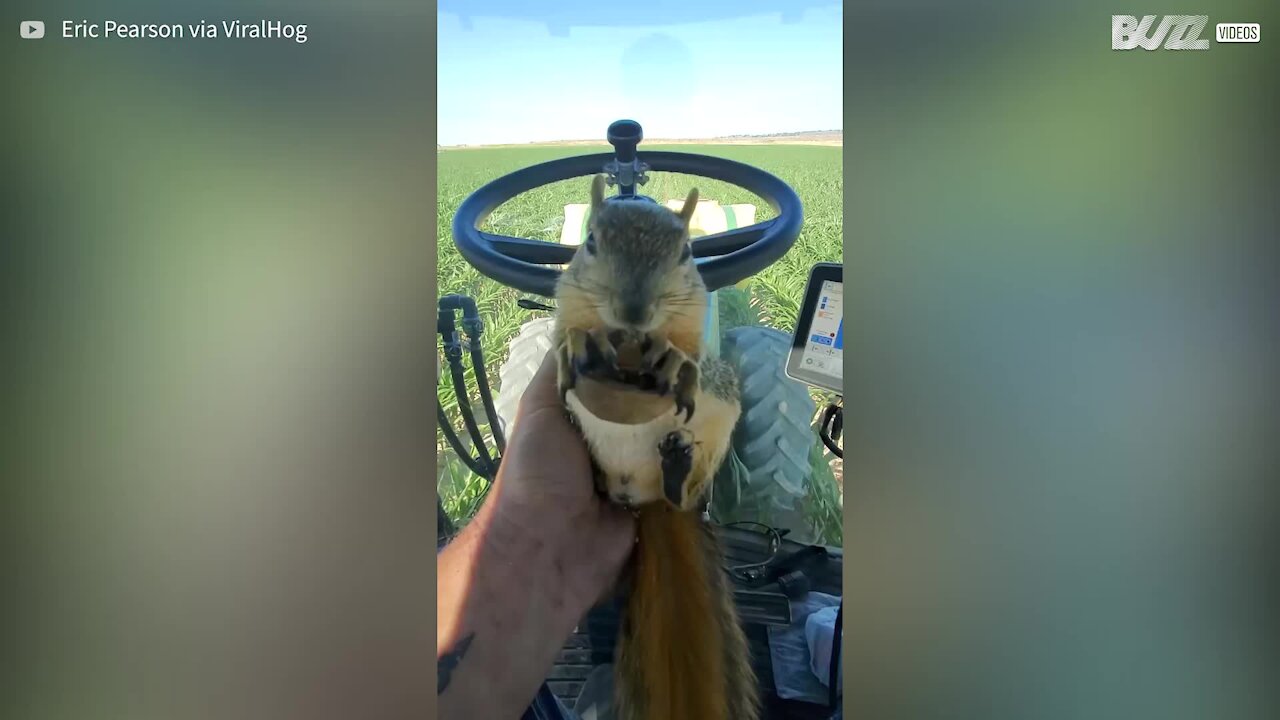 Squirrel goes for a tractor ride