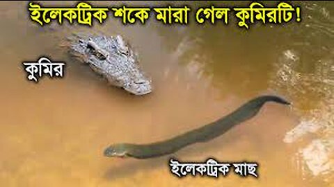 ইলেকট্রিক ইলের কাছে আসতেই বাজে ভাবে মারা গেল কুমিরটি ! This Alligator Will survive From 860 Volts