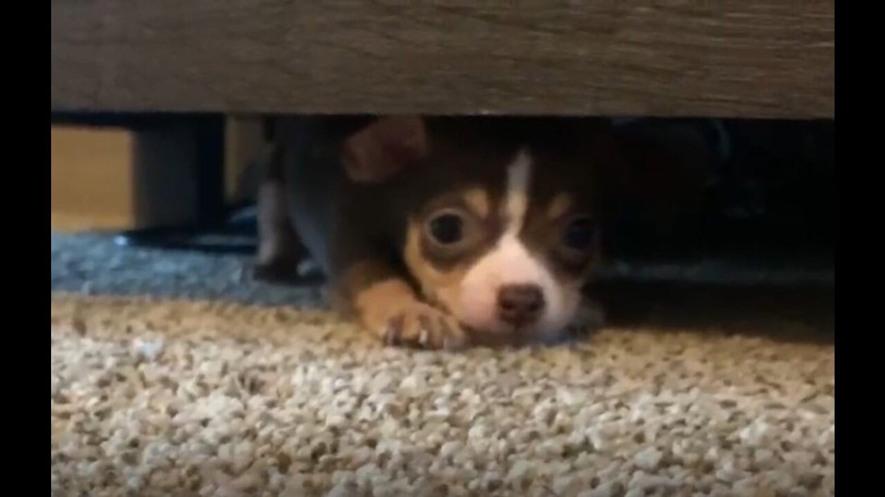 Silly Puppy Playing and Bumps Her Head