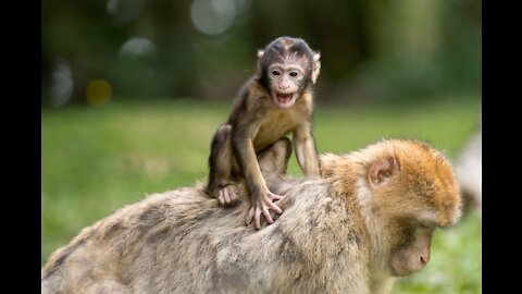 A collection of funny animal videos at the zoo