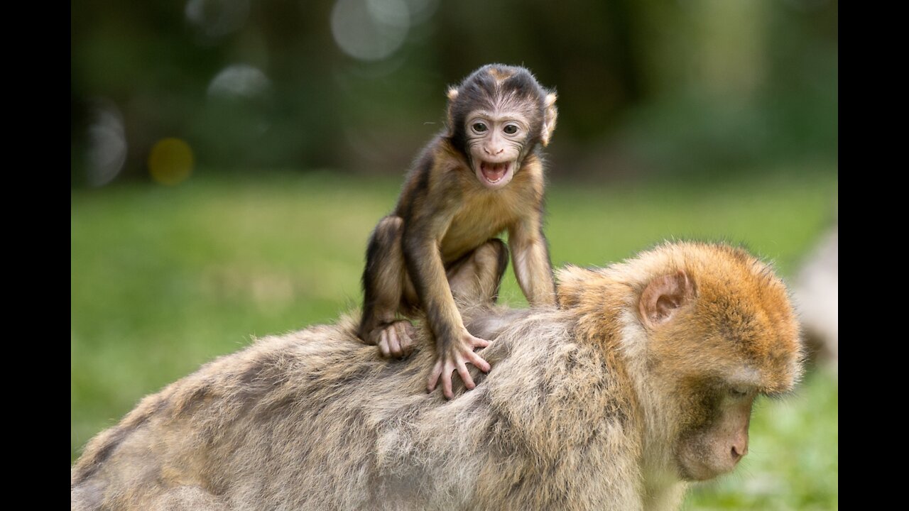 A collection of funny animal videos at the zoo