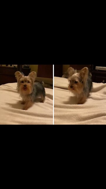 Dancing Yorkie hilariously does the moonwalk
