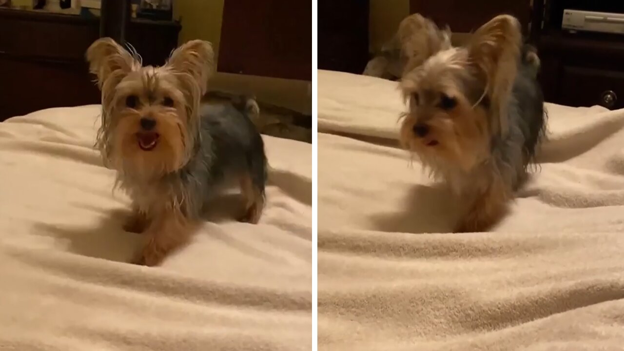 Dancing Yorkie hilariously does the moonwalk