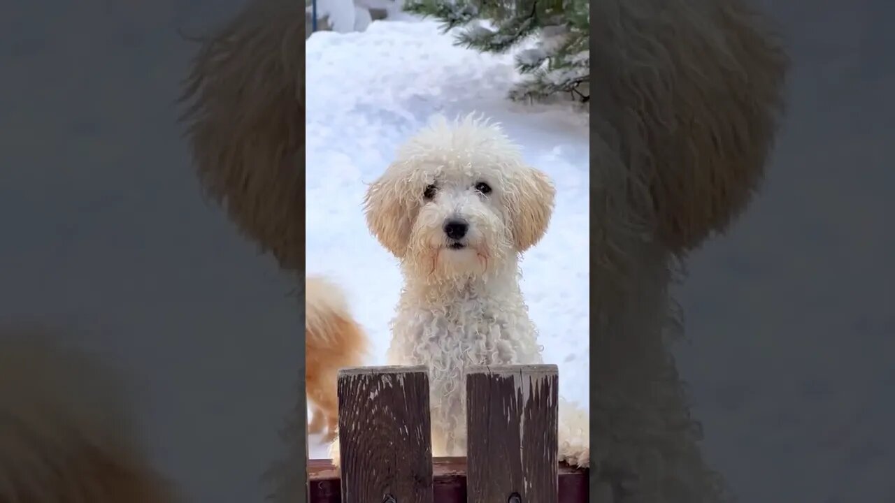 😂 cute dog video 😂, part 137 #shorts