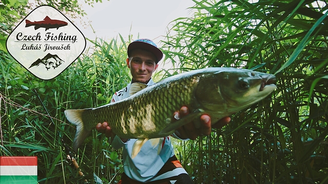 [HD] Czech Fishing: Grass Carp with Common Reed