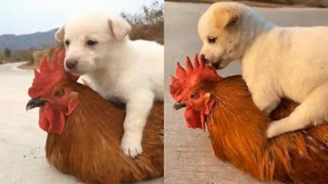 Chicken and Dog Fight funny videos must watch..🐕🐓😅