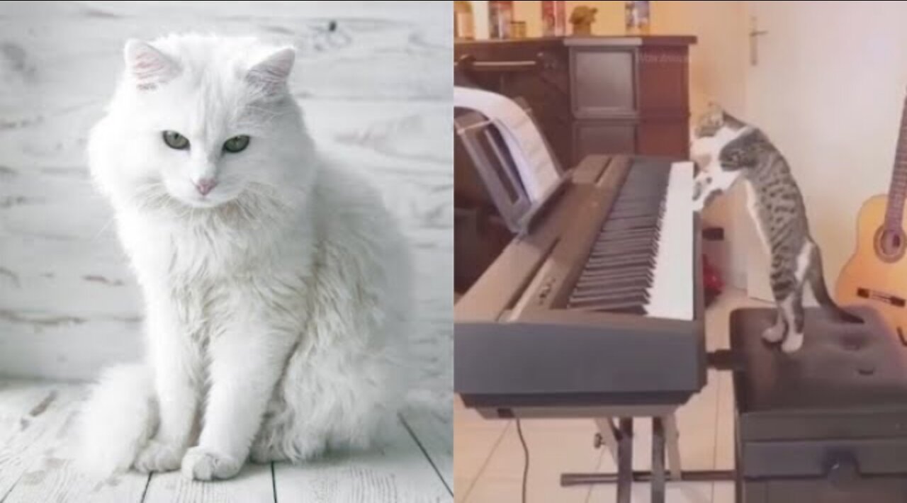 Funny Cat Playing The Piano 😂😂 | Funny Pets Videos 2021