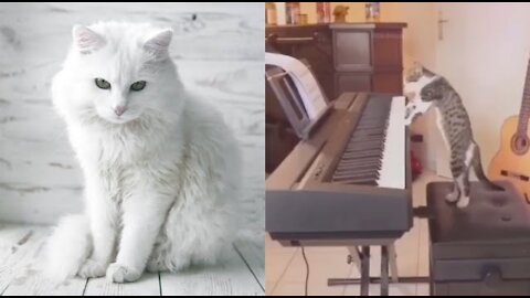 Funny Cat Playing The Piano 😂😂 | Funny Pets Videos 2021