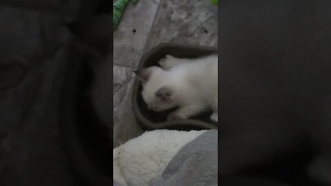 The Funny Way My Kittens Like To Eat #Shorts 😻