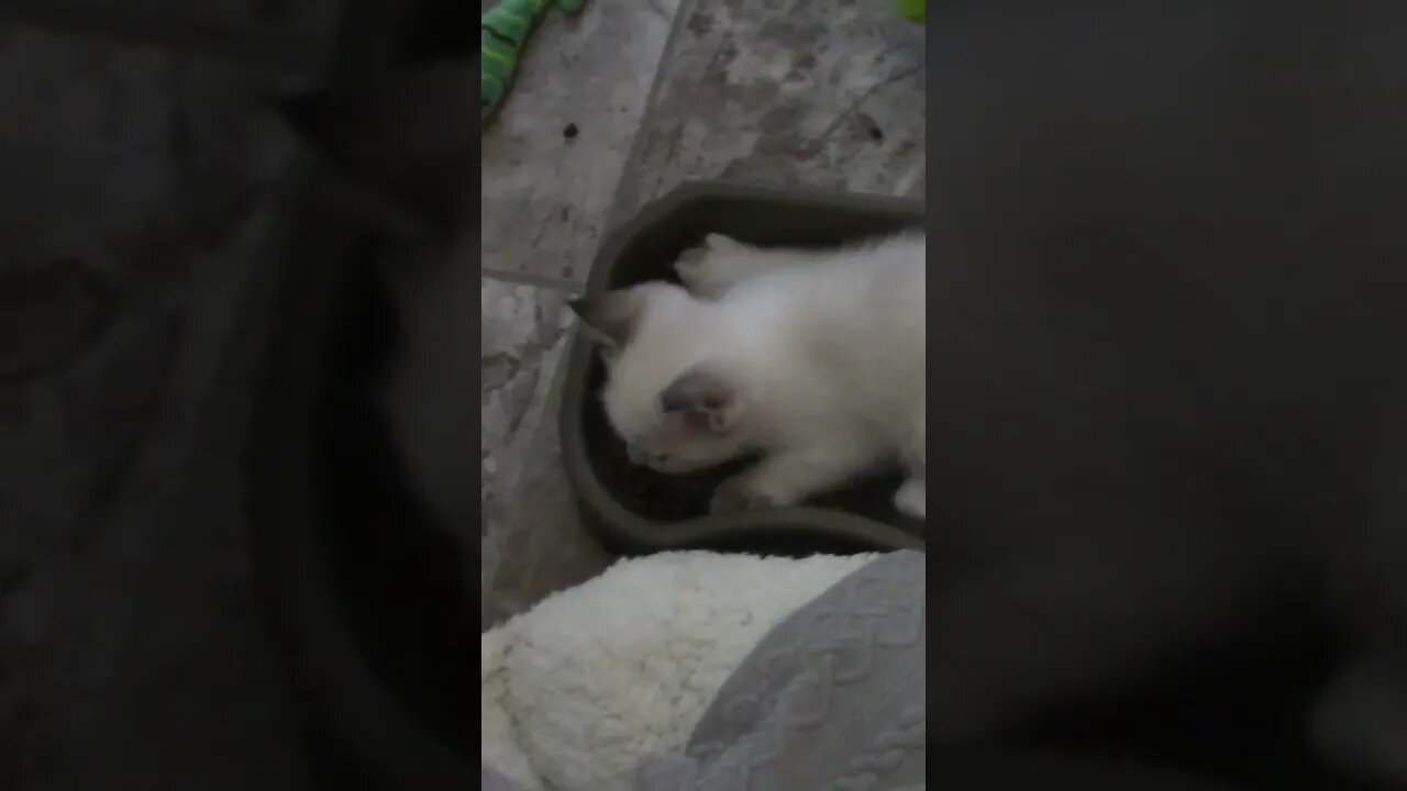 The Funny Way My Kittens Like To Eat #Shorts 😻