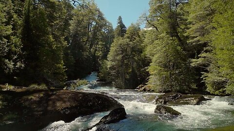 Bask in An Ancient Forest | Relax with Nature | The Wild Place | BBC Earth