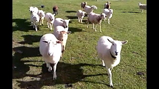 Wiltshire Ewes Being Moved Through Gate