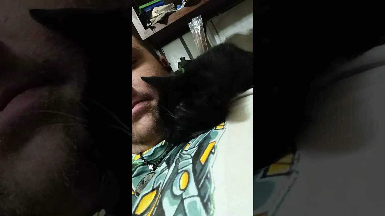 Happy kitty #shortsfeed #kittycat #shortsvideo #cat #kitty #cutekitty #youtubeshorts #catshorts