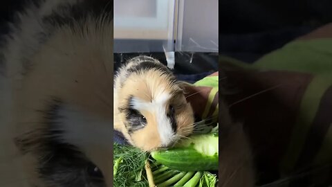 Cute Guinea pig eating cucumber 🥒