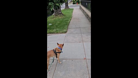 Rex and his friend Ginger 🐈 🐕