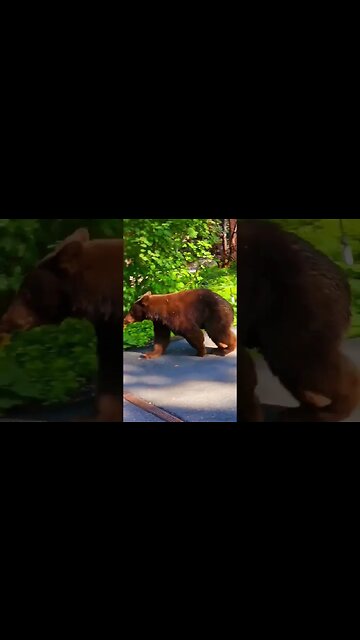 Lake Tahoe: say hi to the bear cub passing by in the morning