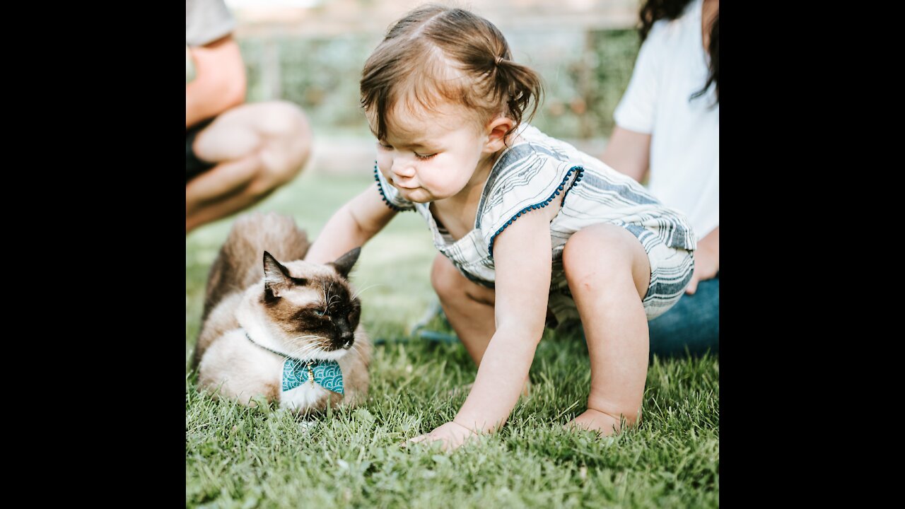 Cats Meet Babies - Very FIRST Time - Compilation