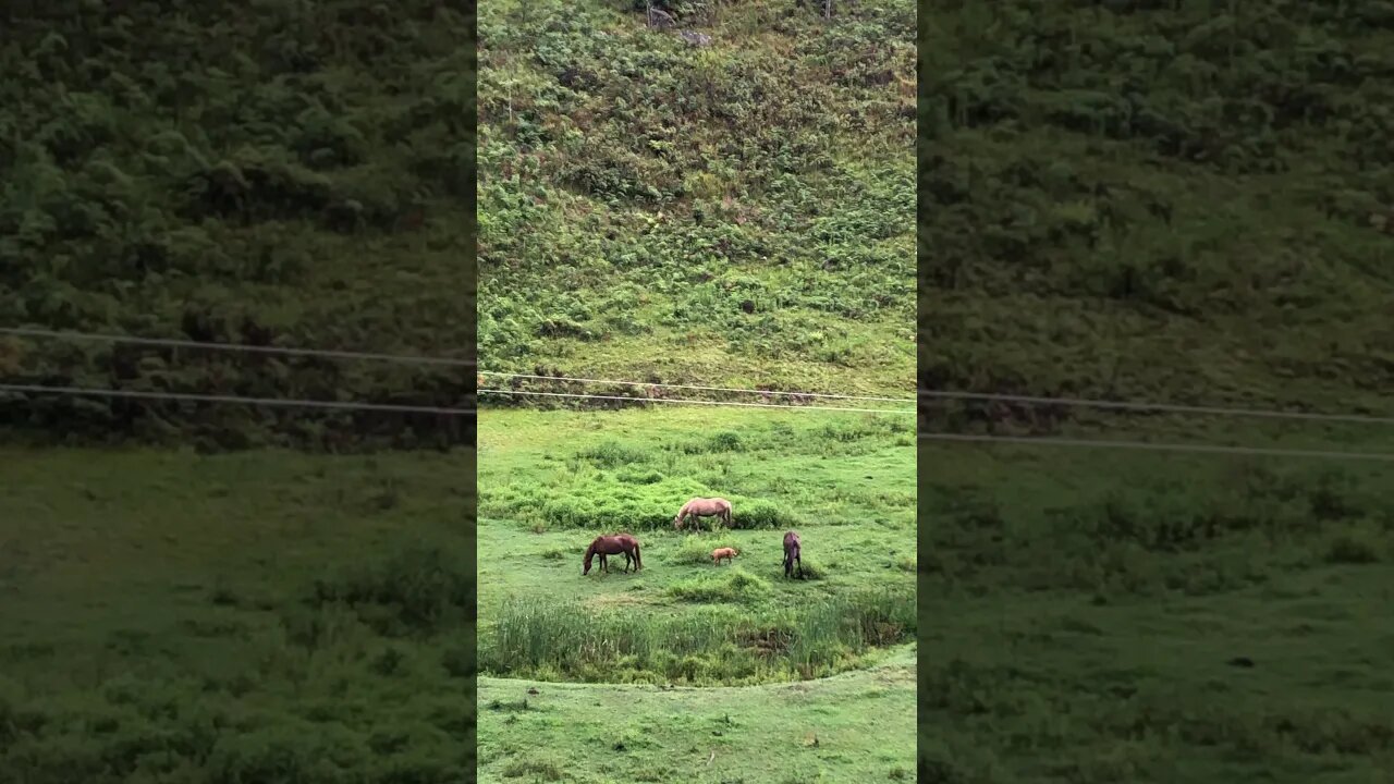 Rescue Dog saved from the pound hangs with horses for a bit