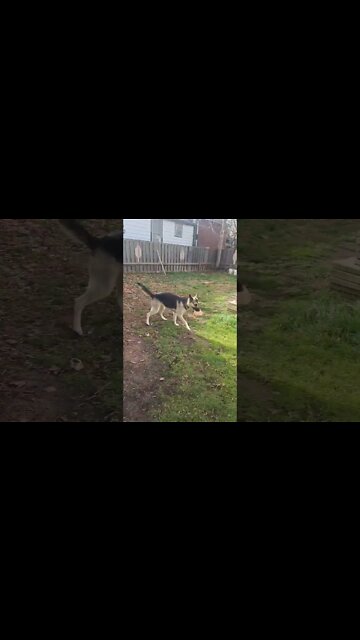 Maples Dance Mix #shorts #shepsky #doggo #dogmemes