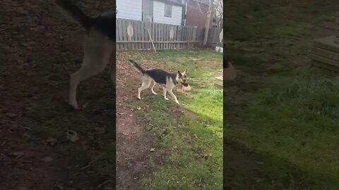 Maples Dance Mix #shorts #shepsky #doggo #dogmemes