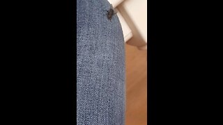 Fly just chilling.