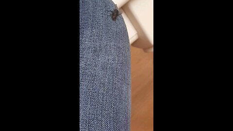 Fly just chilling.