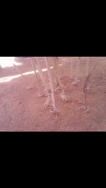 Egypt's 'Biblical' storm- 3 dead and hundreds injured as scorpions attack