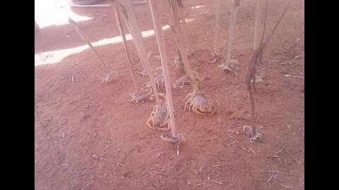 Egypt's 'Biblical' storm- 3 dead and hundreds injured as scorpions attack
