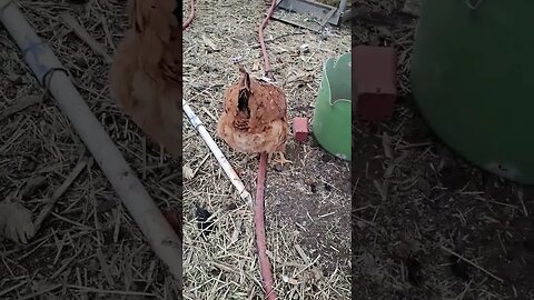 if ya know, ya know #shorts #chicken #funny #farmlife #eggs #funnyshorts