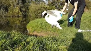 Un cygne pris dans une ligne de pêche est sauvé