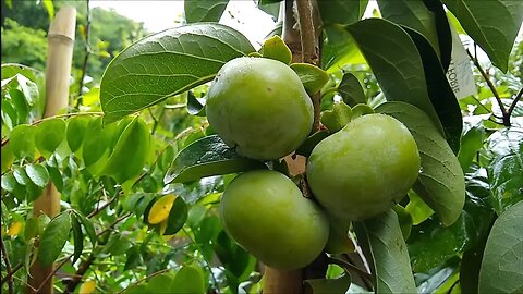 frutíferas produzindo em vaso pera cáqui atemoia bacupari mirtilo framboesa dovialis jabuticaba...