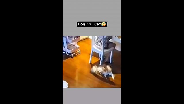 cats Vs dogs