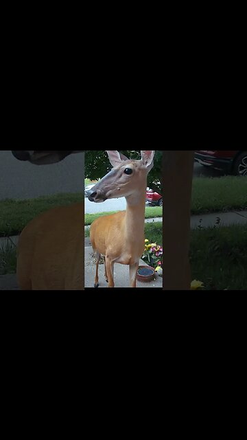 A Beautiful Deer Visits! #Deer #Beautiful #Widllife 🦌