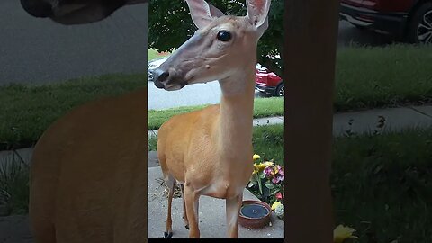 A Beautiful Deer Visits! #Deer #Beautiful #Widllife 🦌